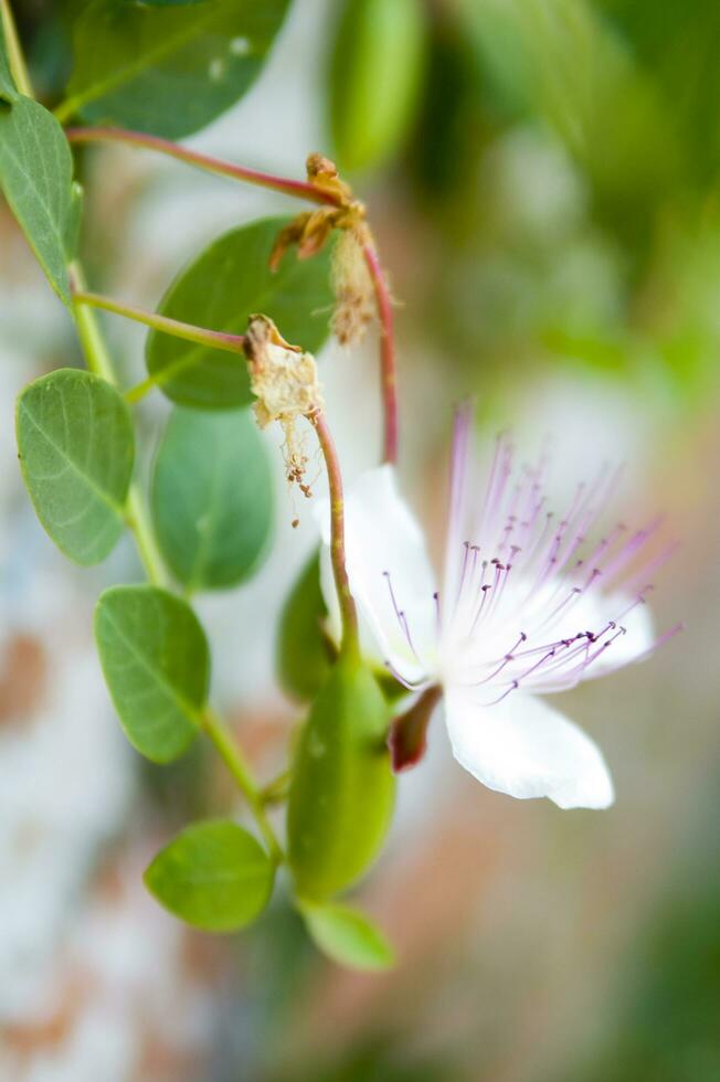 The pint of the caper photo