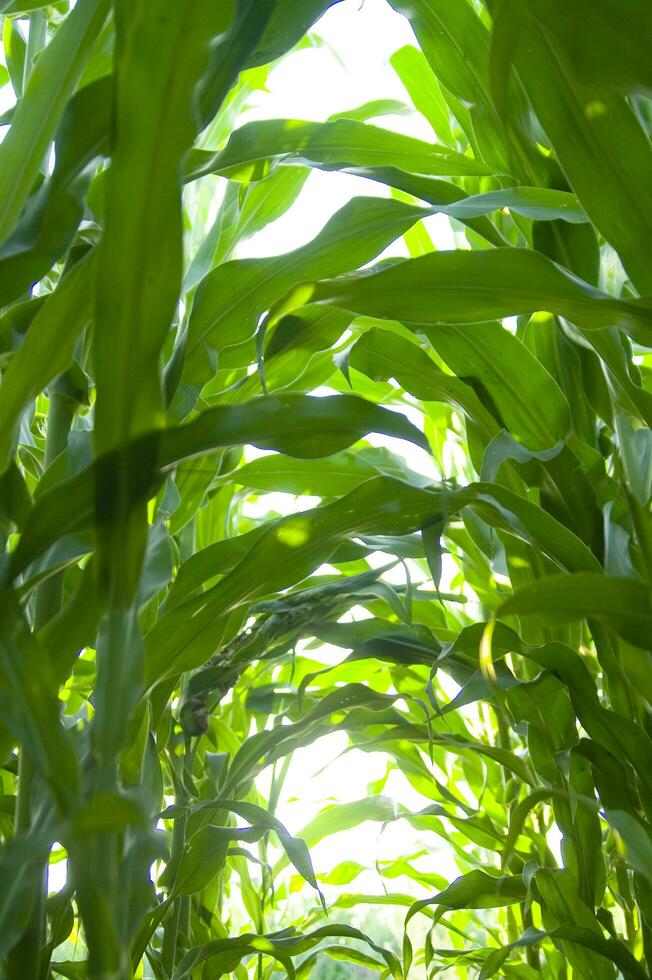 a close up of a corn field with sun shining through photo