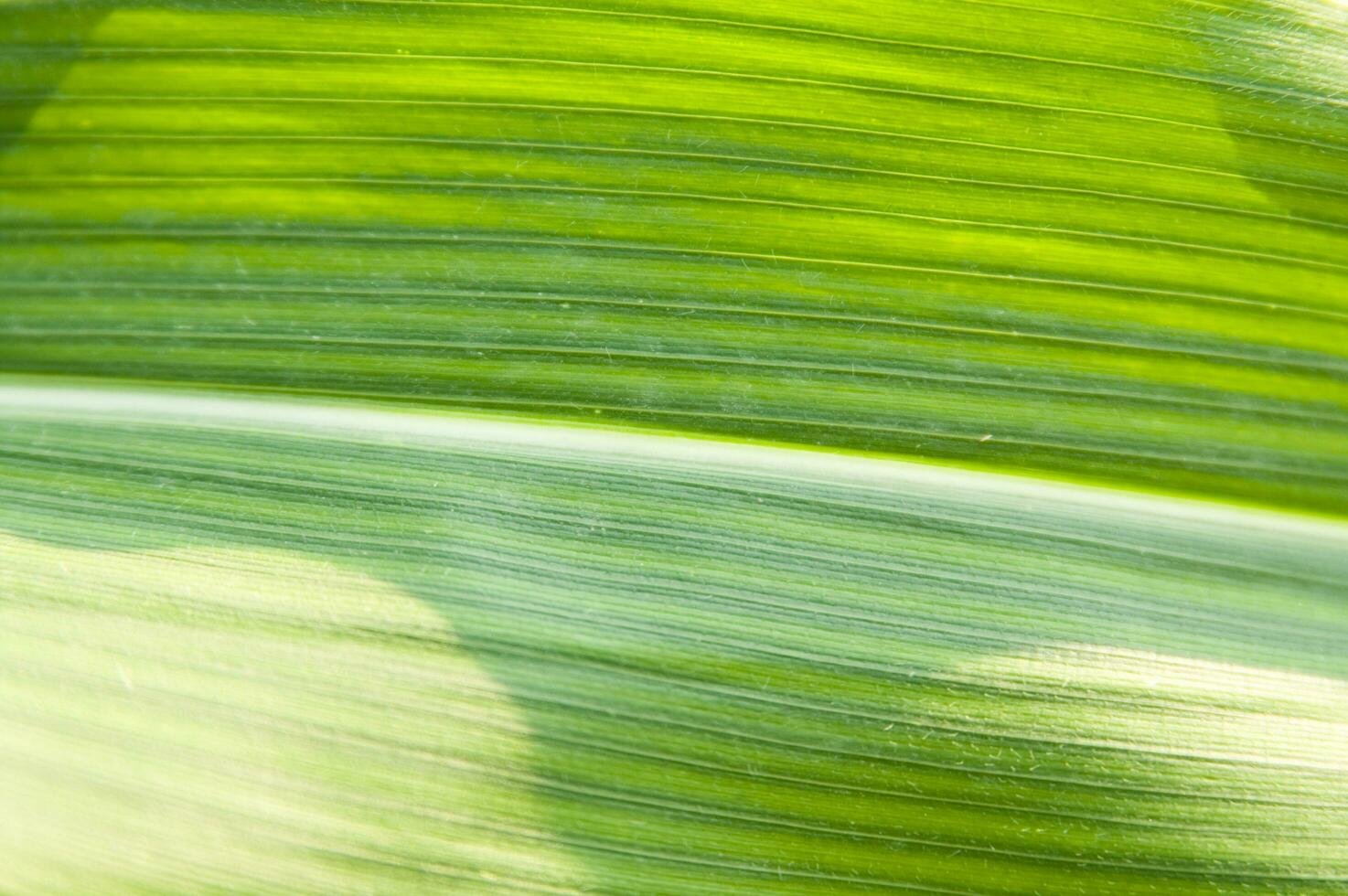 a close up of a green leaf with a sun shining through it photo