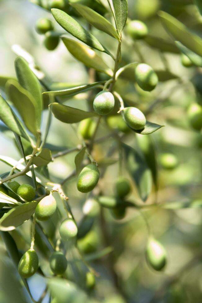 a bunch of green olives on a branch photo