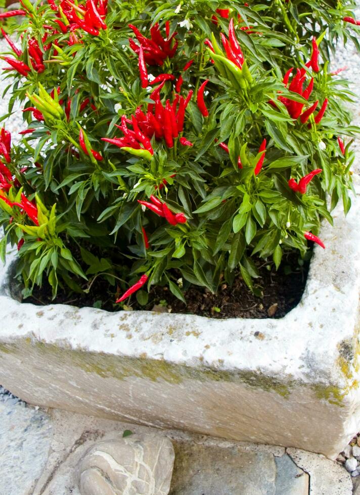 red chili peppers growing in a garden photo
