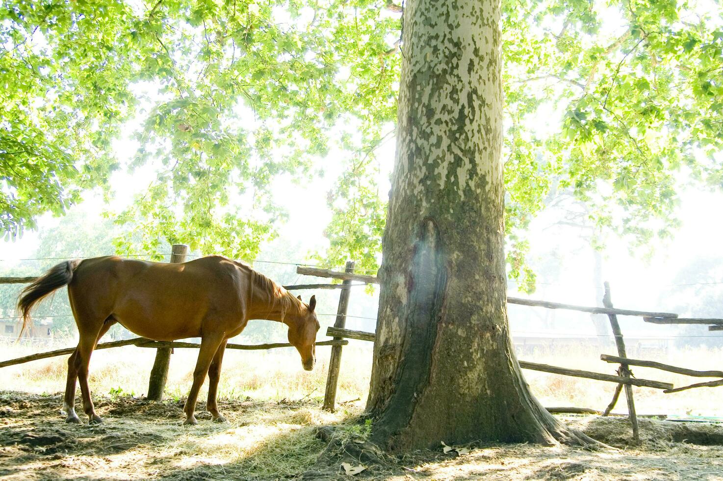 un cerca arriba de un caballos cara foto