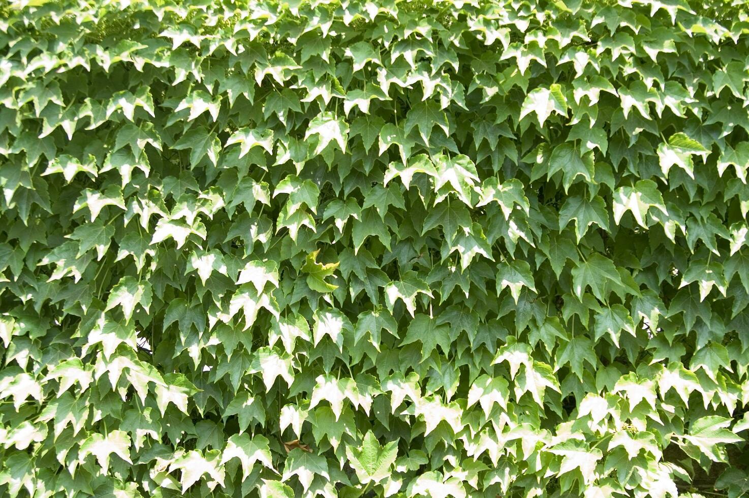 a wall covered in green leaves photo