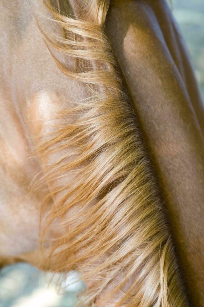 a close up of a horse's face photo