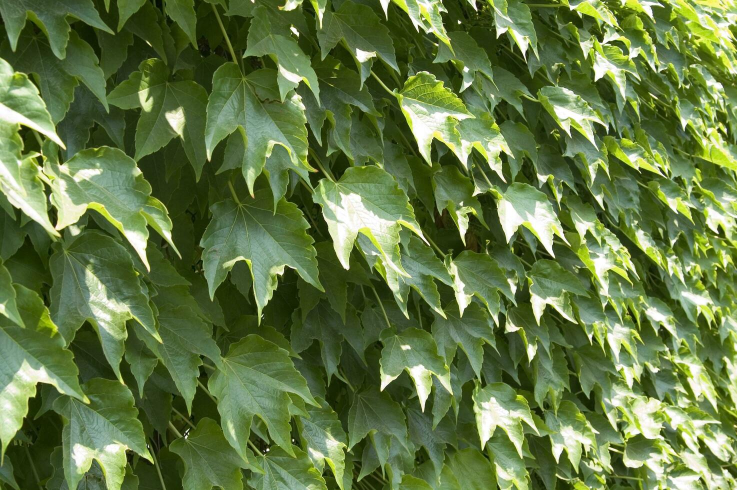 un pared cubierto en verde hojas foto