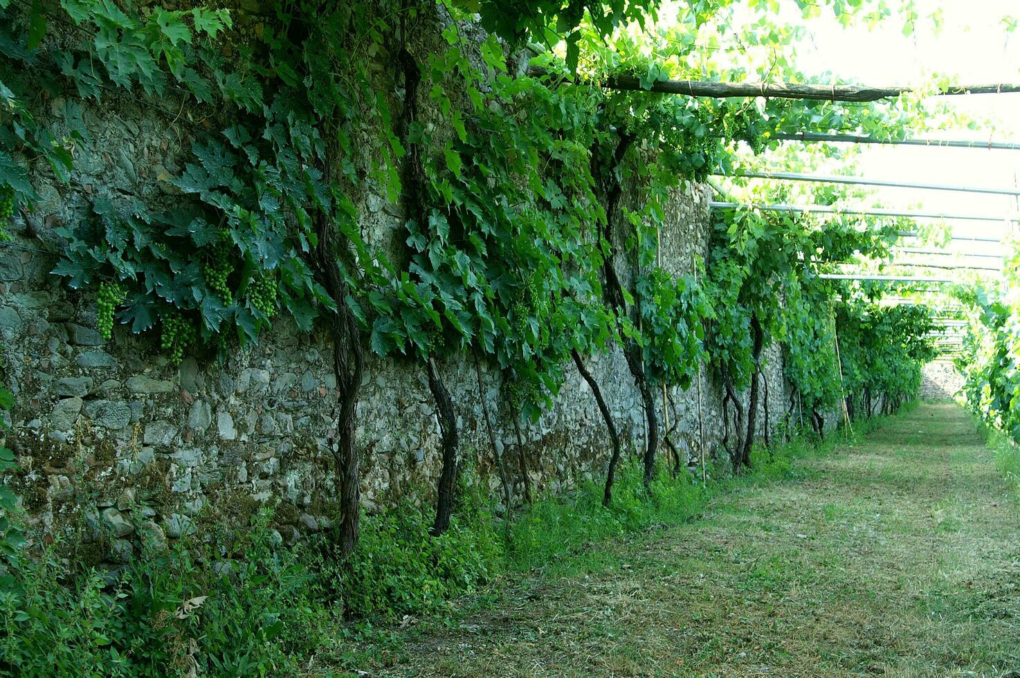 a row of vines growing along a wall photo