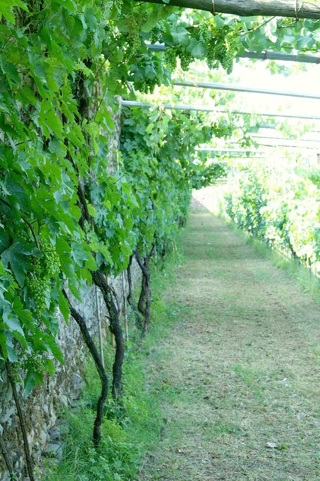 a row of vines growing along a wall photo