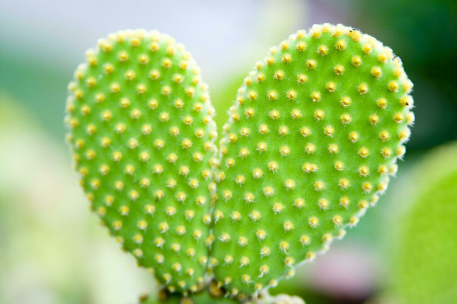 a cactus plant with two hearts on it photo
