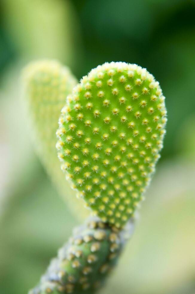 a cactus plant with two hearts on it photo