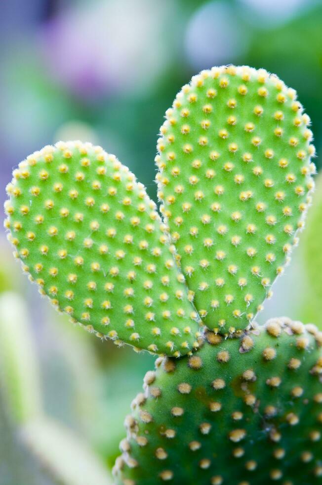 a cactus plant with two hearts on it photo