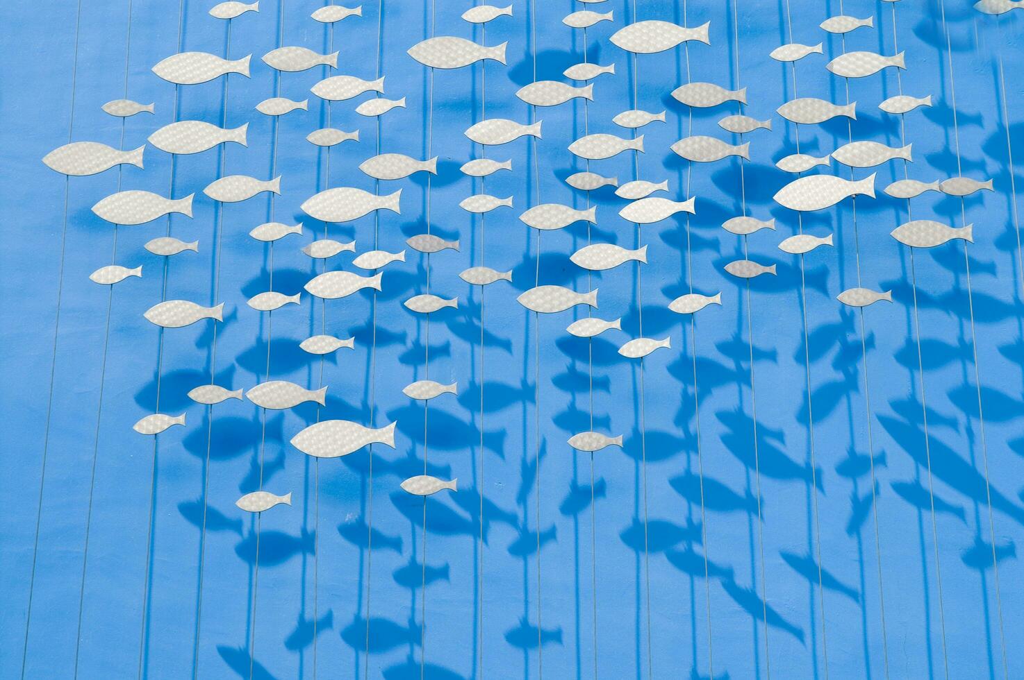 a large group of fish on a blue background photo