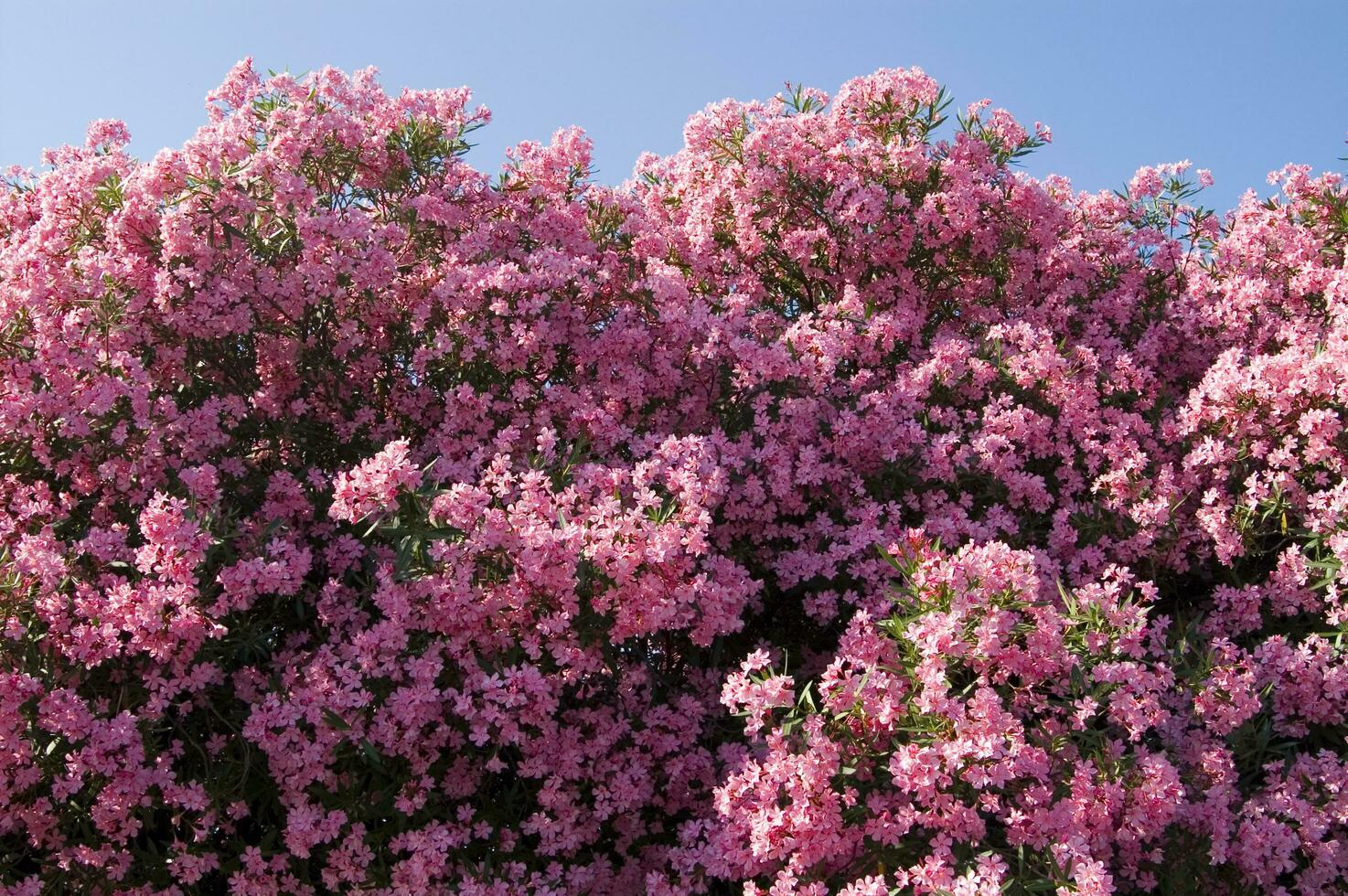 a large bush of pink flowers with a blue sky in the background photo