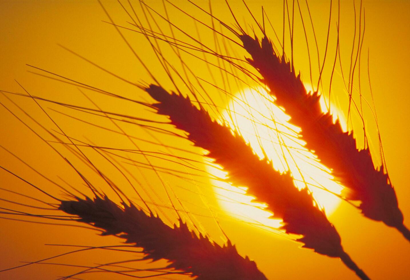 wheat ears against the setting sun photo