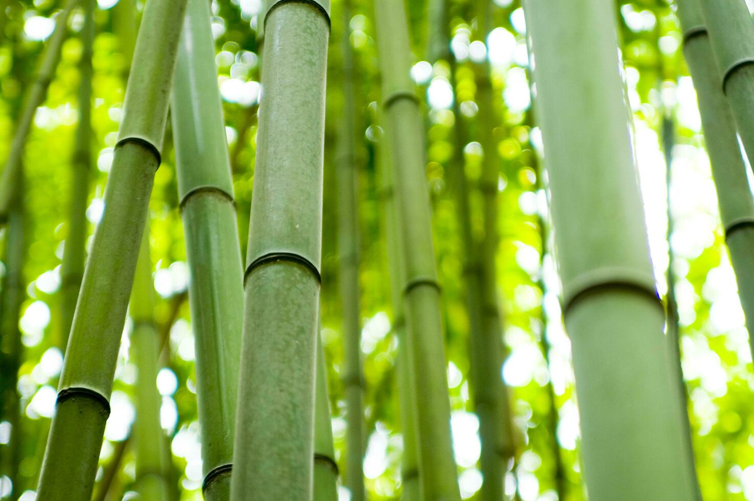 a close up of a bamboo tree with leaves photo