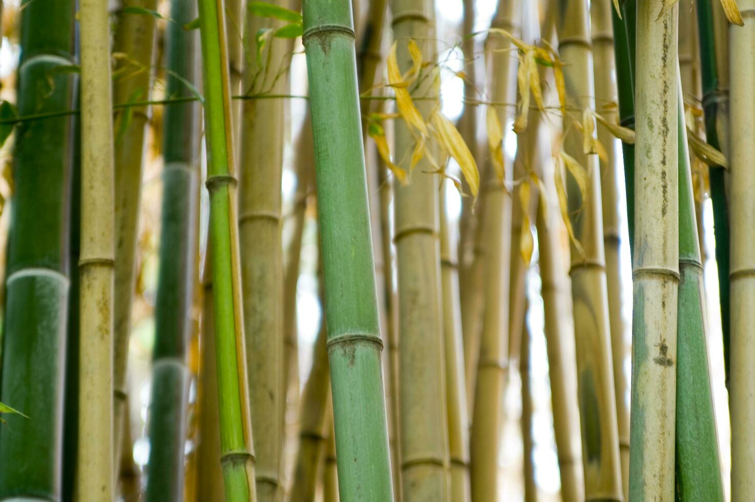 a close up of a bamboo tree with leaves photo