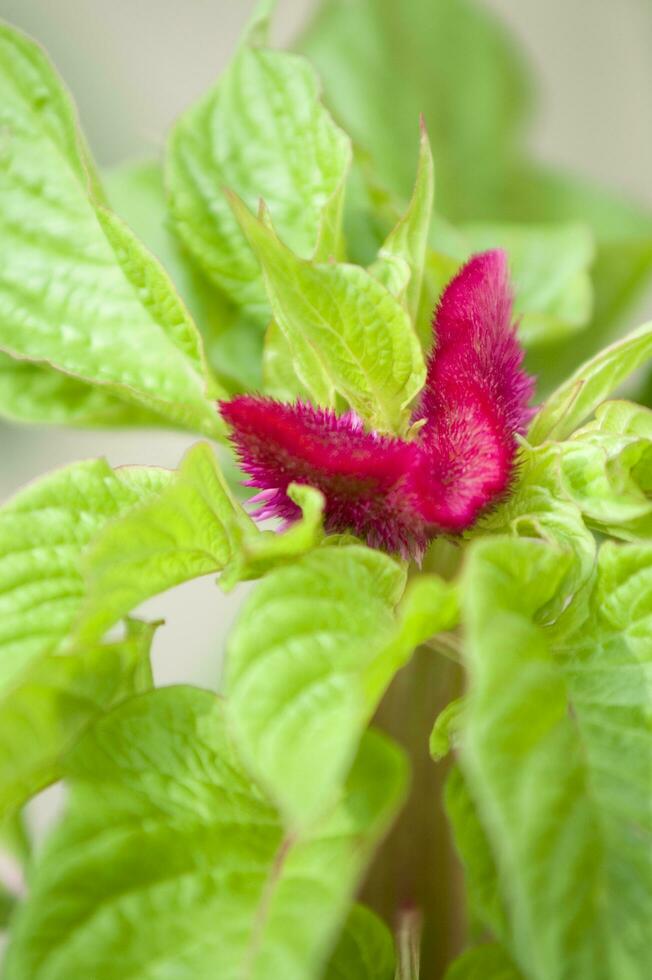 a close up of a plant with a red flower photo