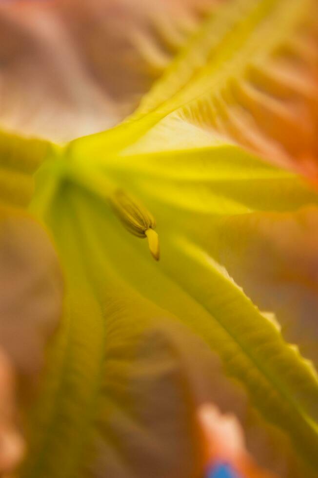 un cerca arriba de un planta con un rojo flor foto