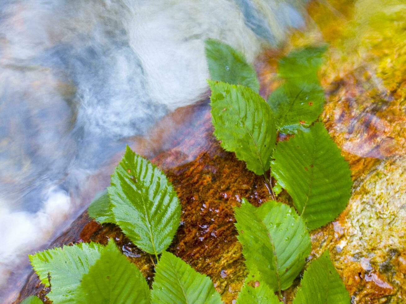 a leaf on a rock in a stream photo