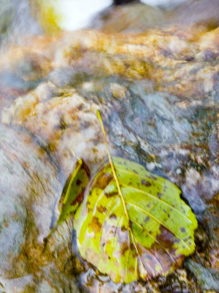 a leaf on a rock in a stream photo