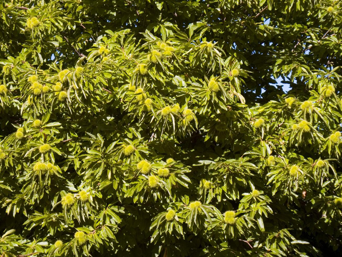 The chestnut tree in the summer season photo