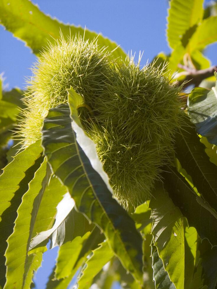 The chestnut tree in the summer season photo