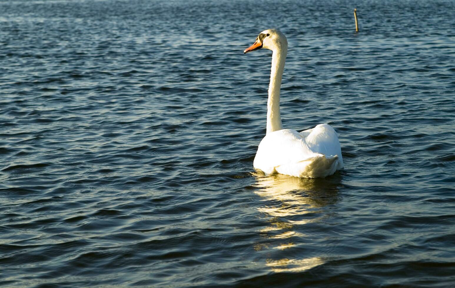 a white swan swimming in a lake photo