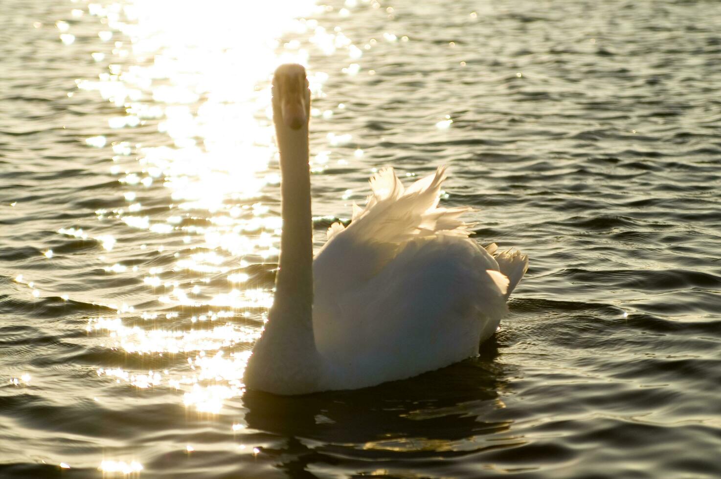 a white swan swimming in a lake photo