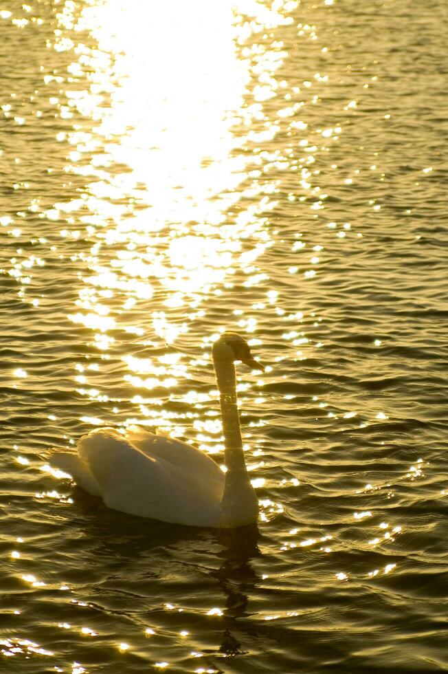 un blanco cisne nadando en un lago foto