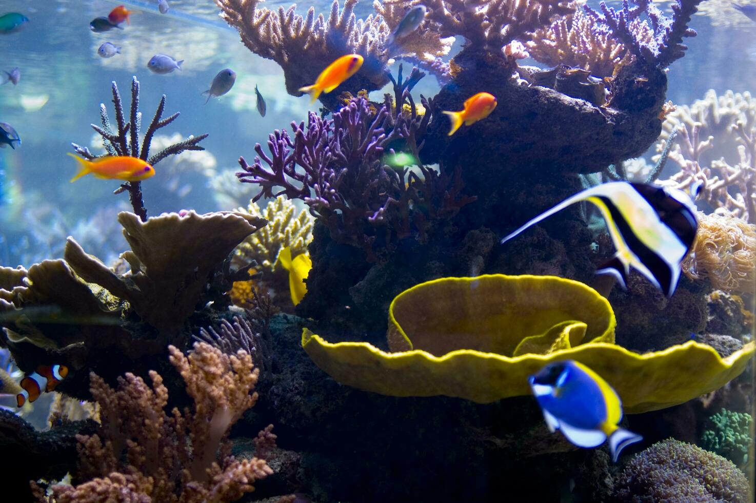 a close up of a bunch of plants in a tank photo