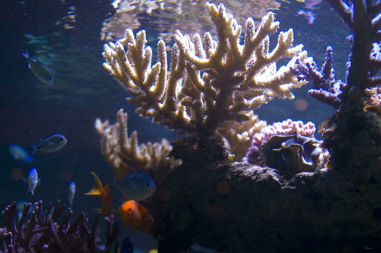 a close up of a bunch of plants in a tank photo