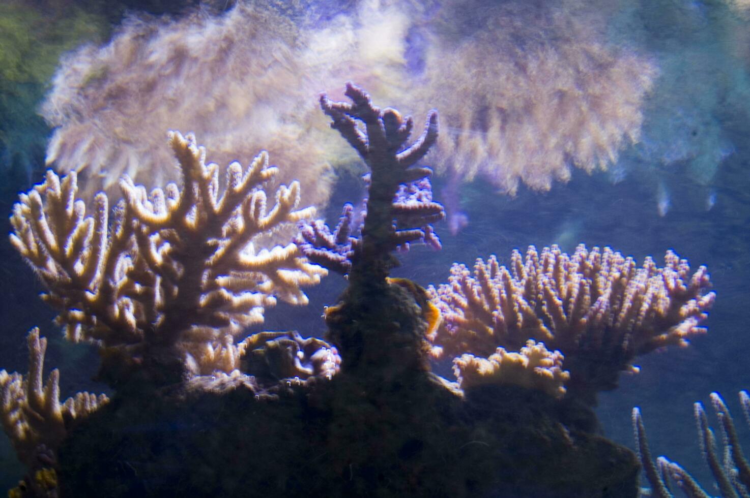a close up of a bunch of plants in a tank photo