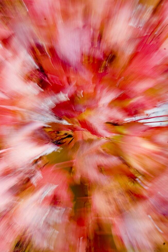 autumn leaves on a wall photo