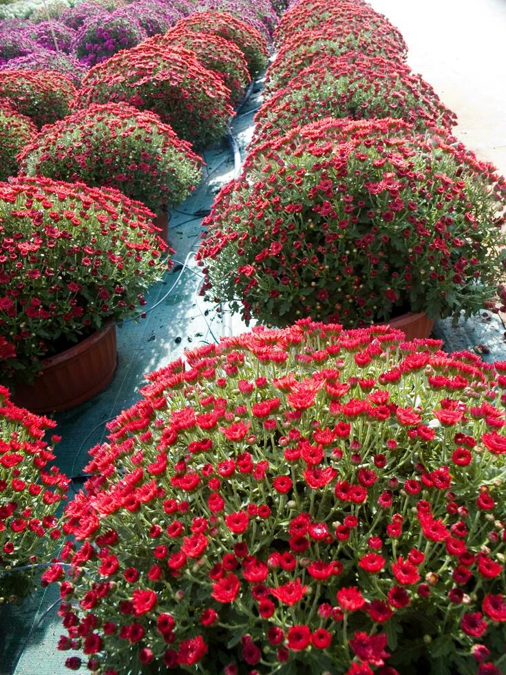 un grande grupo de rojo flores en un jardín foto