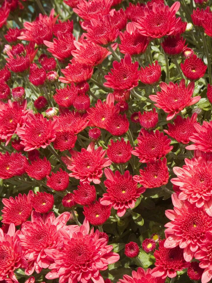 un grande grupo de rojo flores en un jardín foto