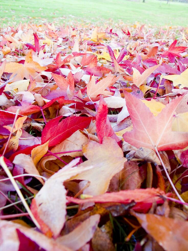 a green grass field with many leaves on it photo