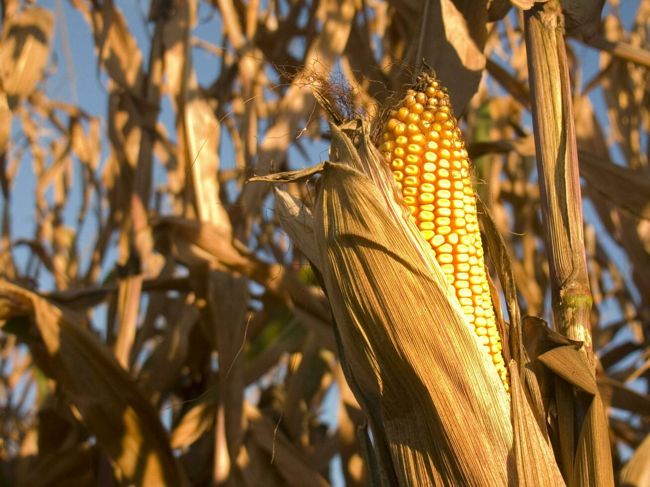 rows of corn during drying in the field photo