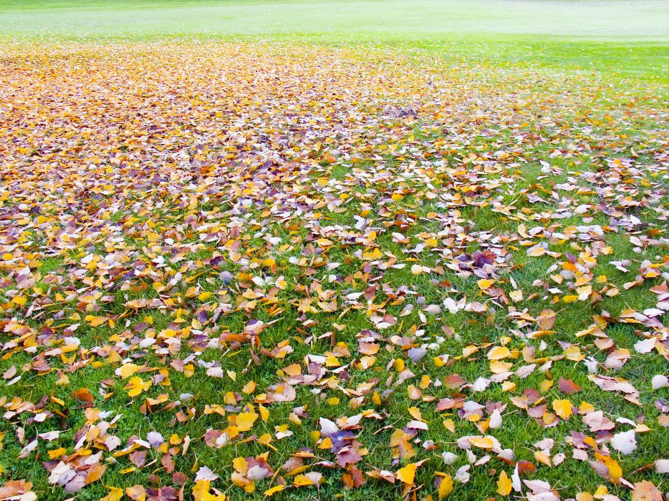 a green grass field with many leaves on it photo