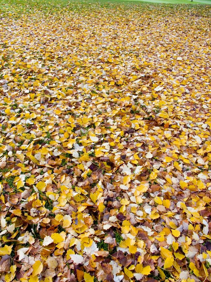 a green grass field with many leaves on it photo