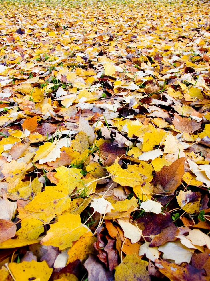 a green grass field with many leaves on it photo