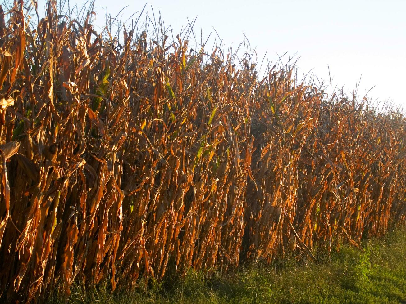 rows of corn during drying in the field photo