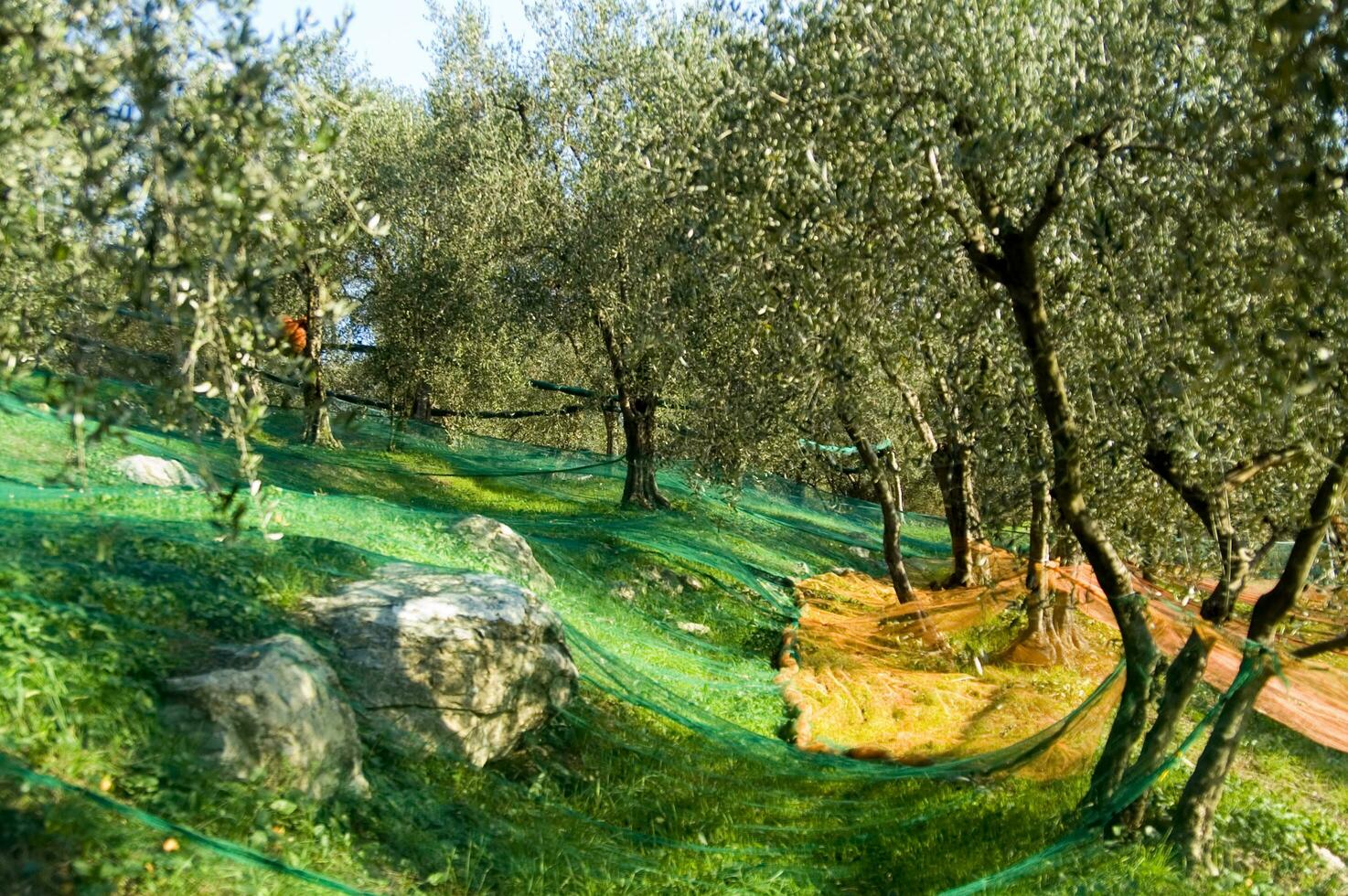 an olive grove with green netting photo