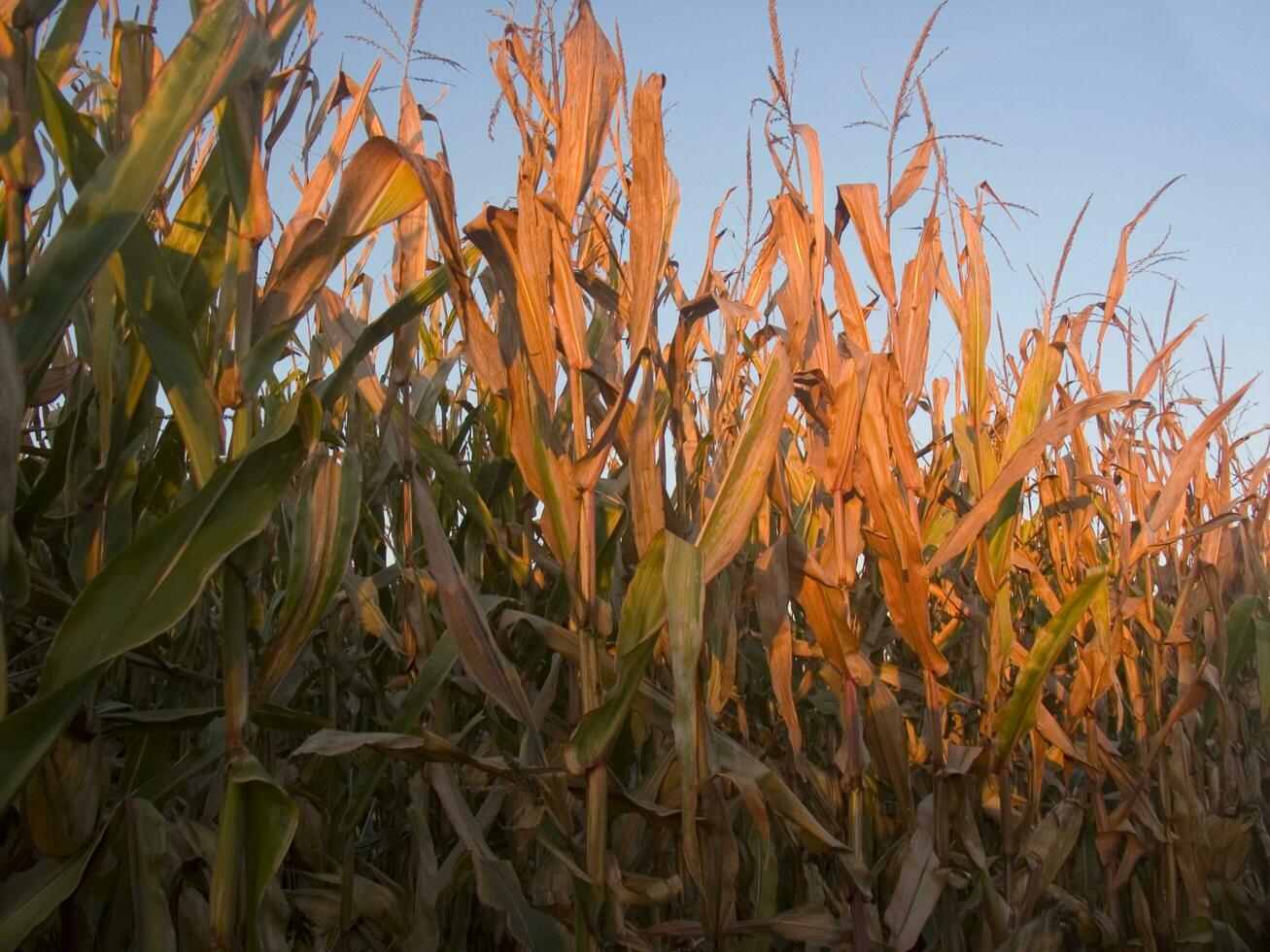 rows of corn during drying in the field photo