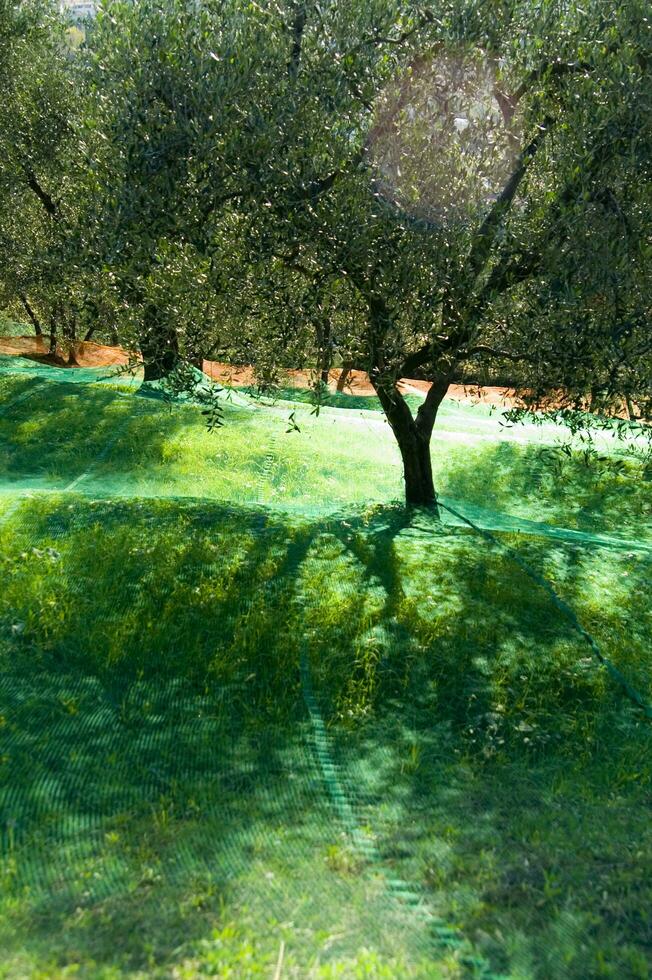 an olive grove with green netting photo