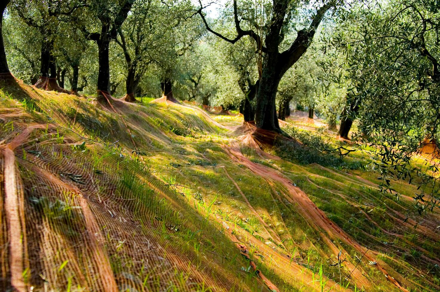 an olive grove with green netting photo