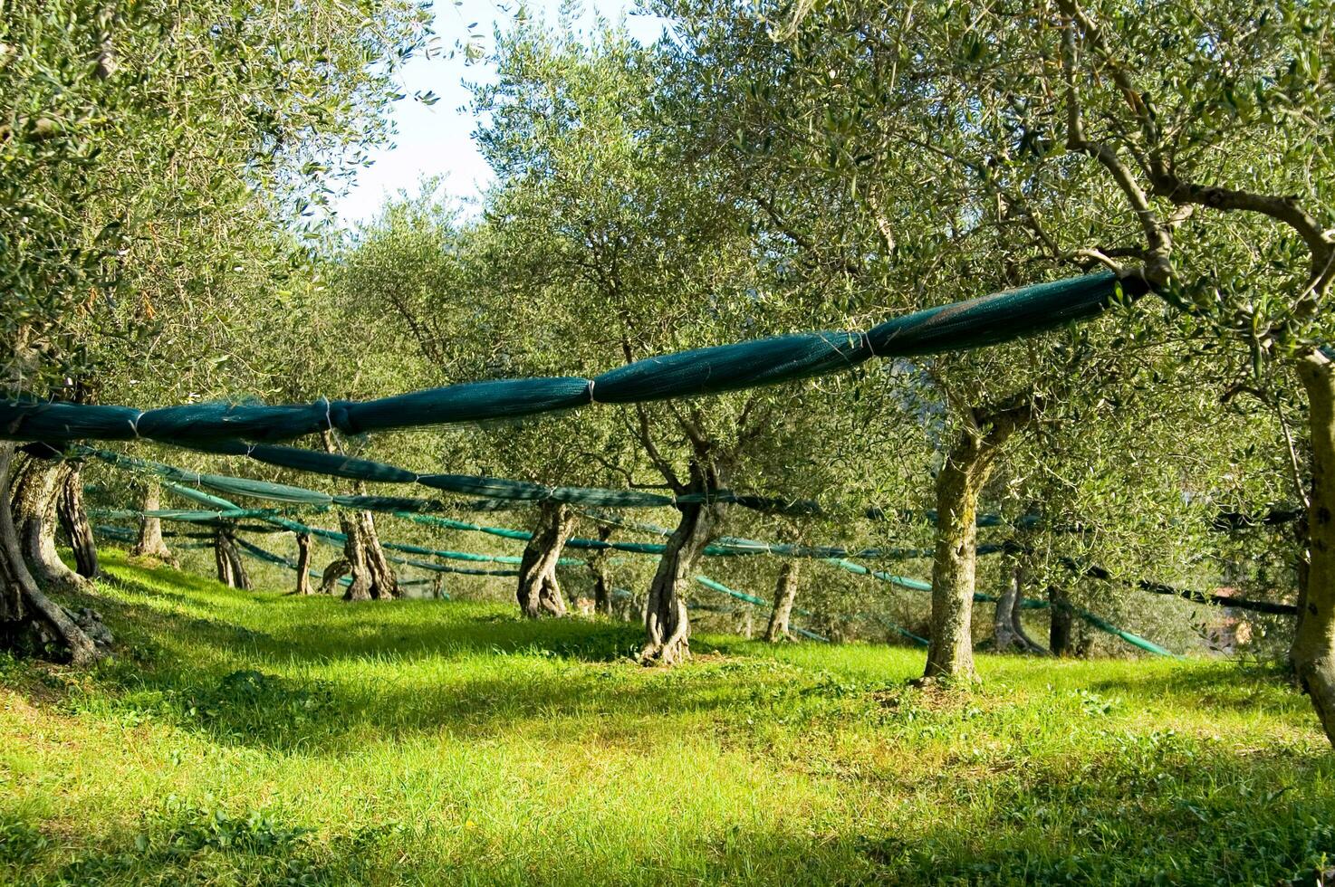 an olive grove with green netting photo