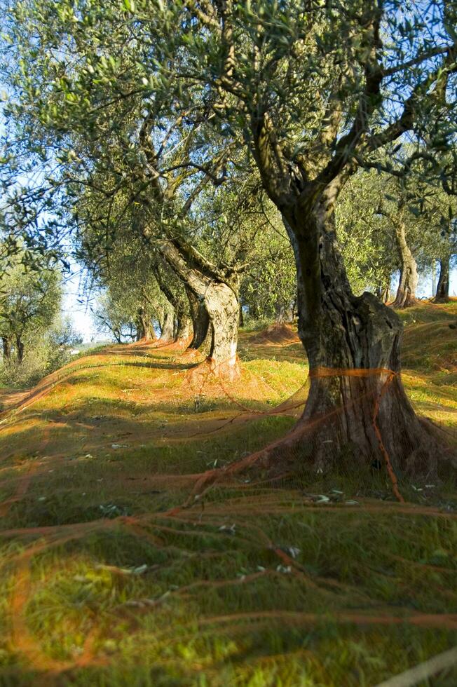 an olive grove with green netting photo