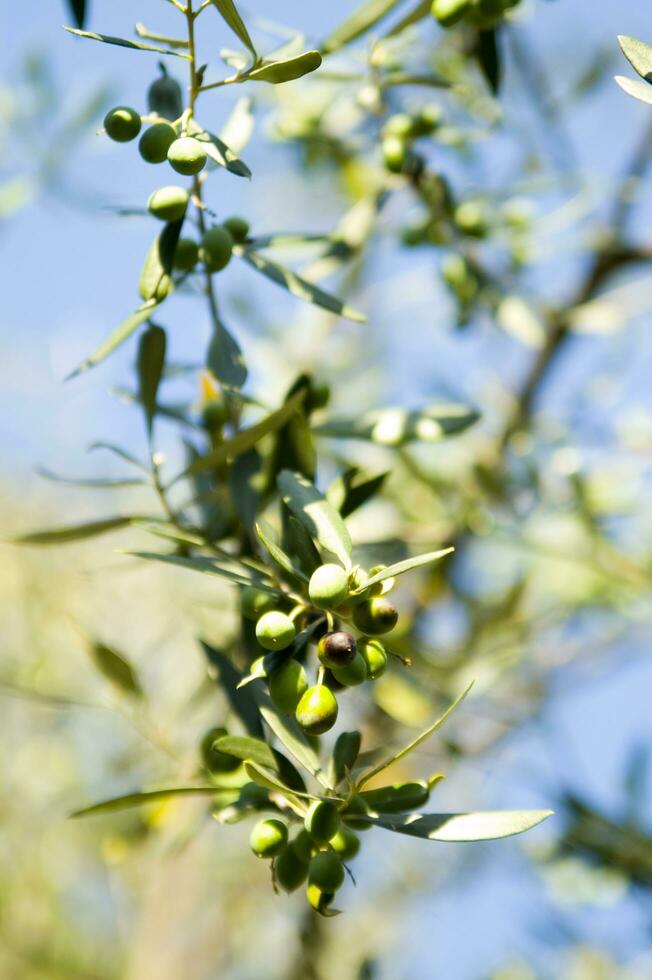 a close up of green olives on a tree photo