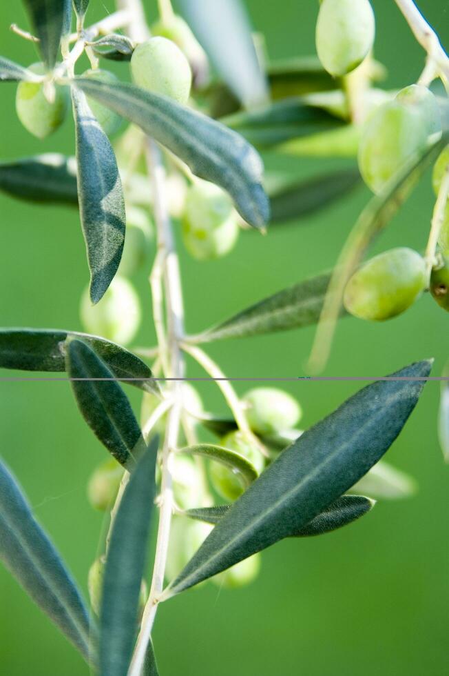 a close up of green olives on a tree photo