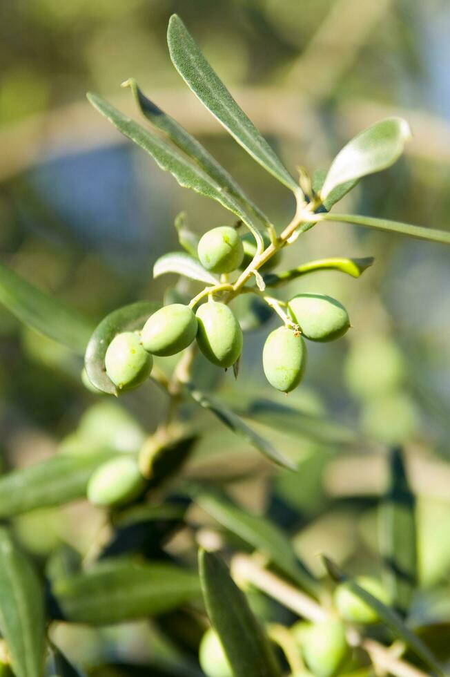 a close up of green olives on a tree photo