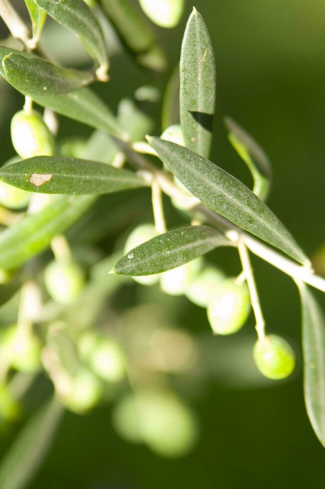 a close up of green olives on a tree photo